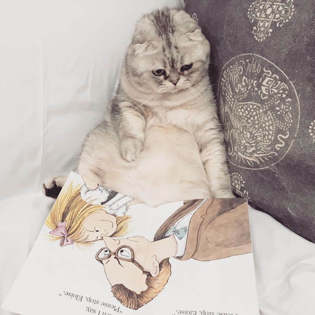 Roku Rokuさんのインスタグラム写真 - (Roku RokuInstagram)「Real fans will know, I love reading ❤️ but I love you more 😘」12月23日 14時26分 - rokuthecat