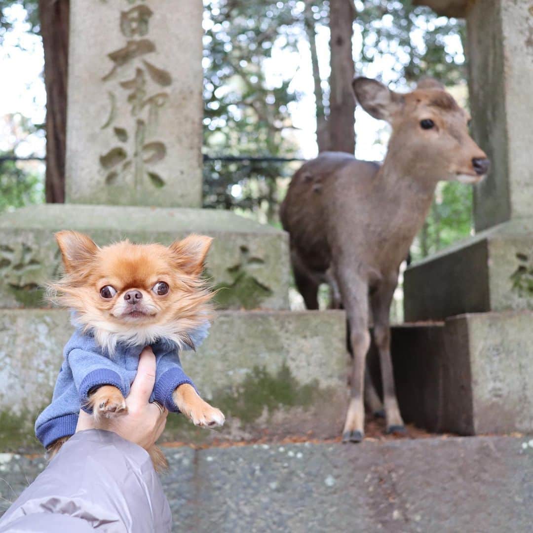 kayoのインスタグラム：「* * ホンモノの鹿さん こんにちは🦌✨ * * kulio💗 * * #奈良 #鹿 * #chihuahua#chihuahualove#dogstgram#dog#instadog#チワワ#チワワ大好き * *」
