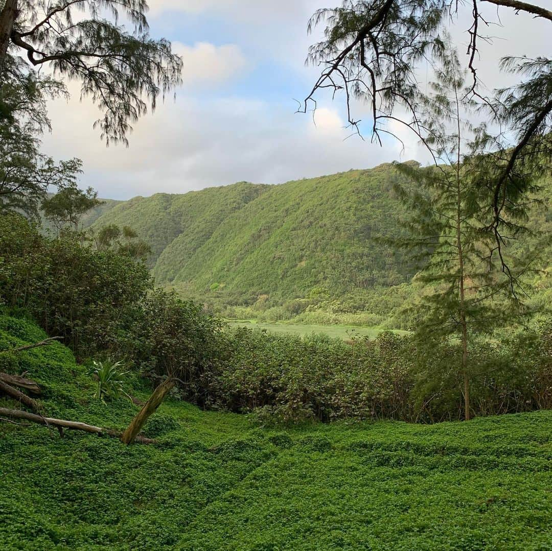 キャロリン・マーフィーさんのインスタグラム写真 - (キャロリン・マーフィーInstagram)「Doing stuff...5am hike under a  pitch black, star spangled sky...a golden sunrise, where the mountains meet the sea...barefoot in the green meadows of tree labyrinths...eating from organic fruit gardens, learning  from plant geniuses...in awe of the biodiversity and everything being as it should, in harmony...」1月7日 1時46分 - carolynmurphy