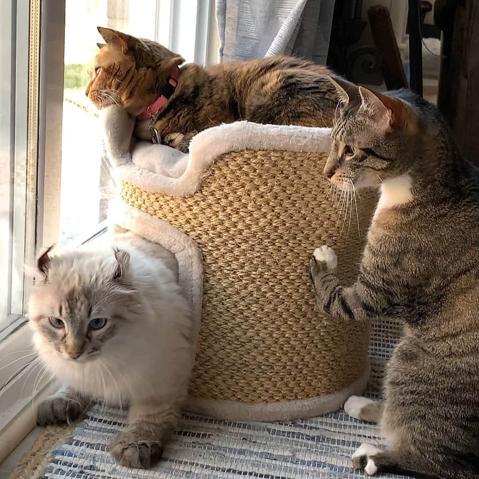 Venus Cat さんのインスタグラム写真 - (Venus Cat Instagram)「Squirrel watching with the boys...🐿 How is your first Monday of 2020 going?」1月7日 4時09分 - venustwofacecat