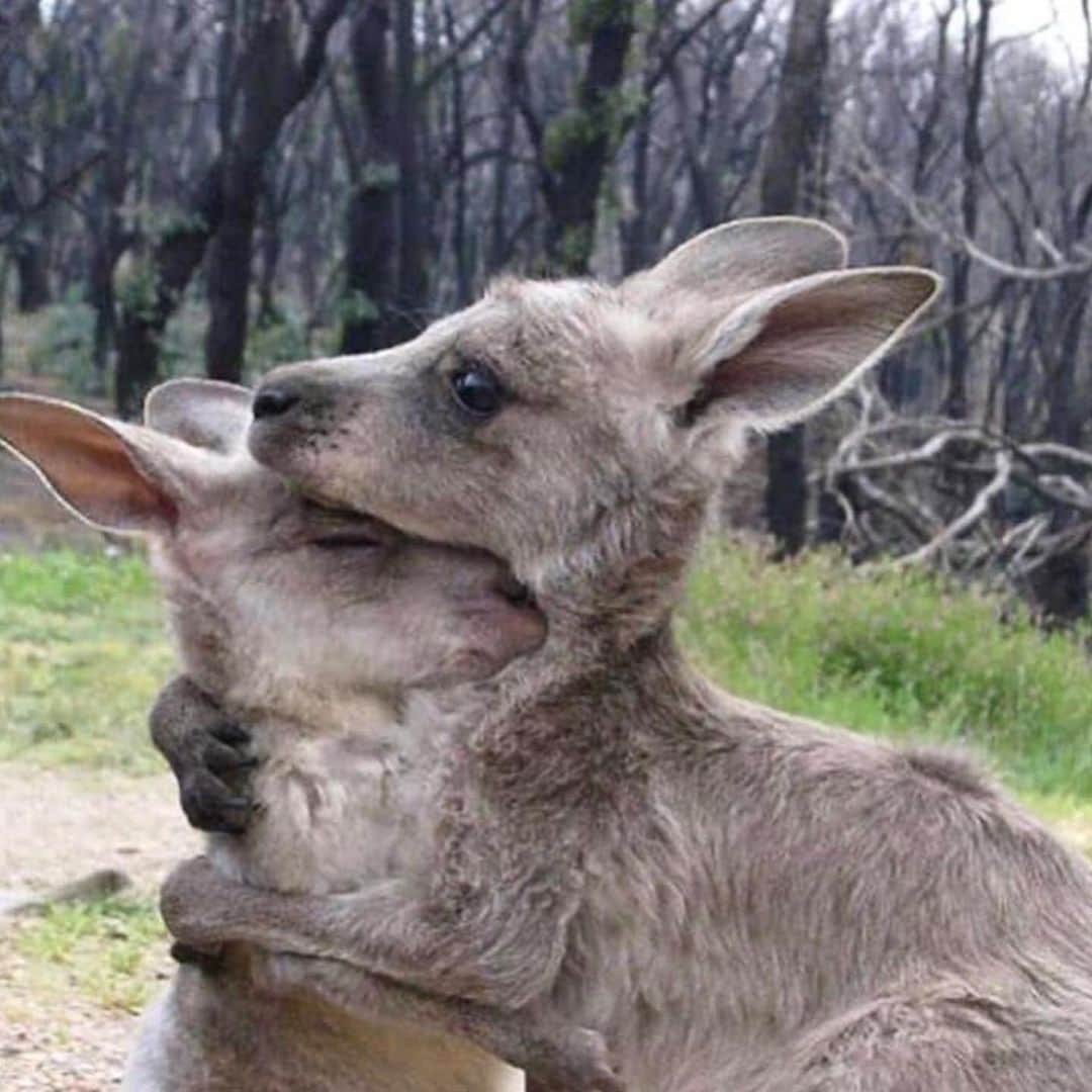 ルミ・ニーリーのインスタグラム：「Half a billion animals lost, 14.7 million acres burned, smoke reaching glaciers in New Zealand, a quarter of Australia is on fire with conditions only expected to worsen. A living climate crisis nightmare. It is up to us to take action, to demand and create change, to consider the impact of our daily habits. As individuals the most powerful change we can make is to adopt a plant based diet. When we look back at this time in history our abuse of animals will be one of many things that future generations will not be able to comprehend. The planet will survive, it’s humans that won’t. Thank you for everything you do @karmagawa @timothysykes @gretathunberg and my heart goes out to you Australia 💔 Today @areyouami will be donating 100% of profits to @nswrfs @wireswildliferescue @redcrossau」