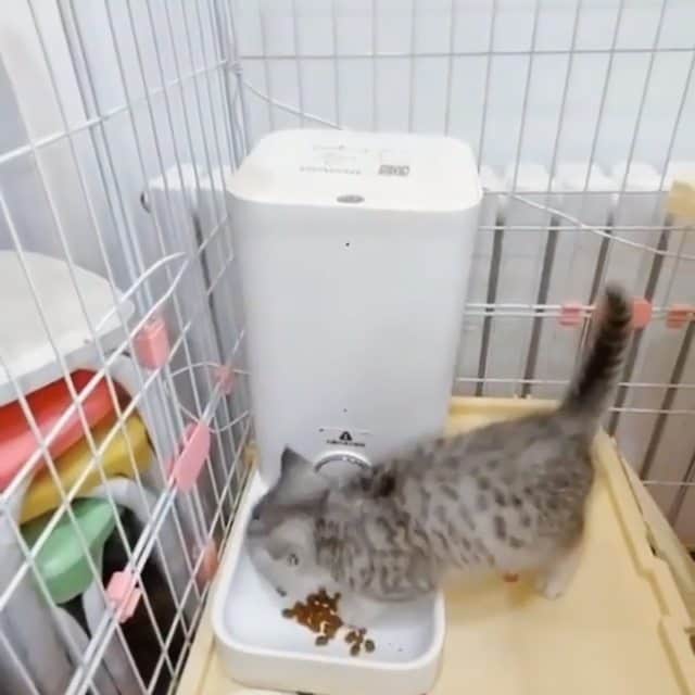 CatStockerのインスタグラム：「Hello! #catstocker is here!  Follow our FURRriend @cats.dz  Scroll right for more pictures 👉 . . . . . . . #cat #neko #mačka #chat #kočka #котка #kot #кіт #mače #кошка #кот #katze #gato #gatto #kissa #kattunge #猫 #고양이 #貓 #kedi #köttur  #子猫 #חתול #кішка #gatinho #котенок #子猫 #gatito #kitten #yummy」