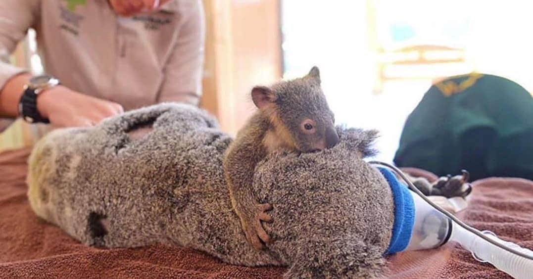 WildLifeのインスタグラム：「This is why we should donate, this is why we should protest, this is why we should care. Humans and animals alike are helpless in these bushfires.  These innocent souls are suffering and are at the verge of extinction because of human negligence. We should act now and urge the governments to take necessary actions to prevent future casualties. Link to donate in bio. . Via @earth_will_survive #prayforaustralia #actforaustralia  #australia #australiafires #nswfires #bushfiresaustralia #climatechange #climatestrike #climatecrisis #actonclimate #fridaysforfuture #schoolstrike4climate #climatechangeisreal #environment #climate #climateemergency #climateaction #globalwarming #globalclimatestrike  #saveourplanet #endangeredspecies #endangered #extinctionrebellion  #leonardodicaprio #sustainable #gretathunberg #humanity #nature #earth #savetheplanet」