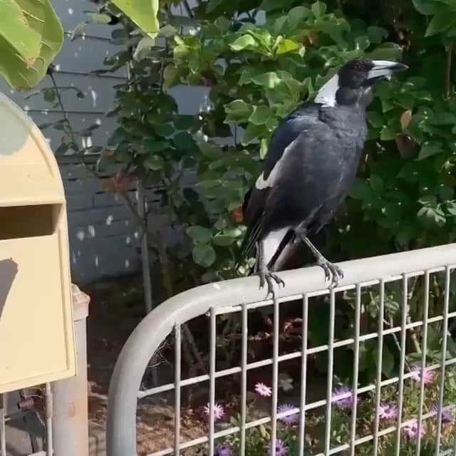 WildLifeのインスタグラム：「Sound on 💔#repost @brinkleydavies The most heartbreaking video I’ve seen yet, magpies have started mimicking fire truck sirens . .  Australia keeps burning . . Until this situation is somewhat under control I am going to continue to post so that people in dire need can receive help as they aren’t receiving enough support from our leaders here in Australia. Declared emergency is now the norm for many towns, only some people are able to get to safety. Thanks to your shares the last few days we have been able to get tens of thousands of dollars of donations to those in need. Thankyou 😌💙 lets keep this going. . FOR WILDLIFE -  @wildtofree have lost everything, they will be starting from scratch, their property is completely gone and they spent 4am on news year’s eve out at sea watching the land burn with masks on. @wireswildliferescue - have teams out rescuing burns victims and getting them into care, it’s not only koalas that are suffering it’s everything, possums, reptiles, birds, dingoes, bats, kangaroos, wallabies, everything. @1300koalaz @deeppeacetrust @balubluefoundation @adelaidekoalahospital - all supporting wildlife rescue . FIRE FIGHTERS AND HUMAN VICTIMS  Our fire fighters are the most brave people on earth. They need donations, and relief, as does the evacuation centres, thousands of people are now homeless, living in a smoke haze and need help.  Please donate to @nswrfs and @redcross for this. . Thankyou for coming together at this dire time. I’m sitting in 40+ degree weather as it’s another total fire ban day here, and we are still watching the fires burn on KI, please stay safe everyone, the next 7 days let’s help those in need as much as we can. PLEASE REMEMBER it’s a time of severe drought and animals will be looking for water, please PUT OUT WATER for wildlife they are so thirsty and have no water due to the conditions. . Brinkley x  Videos via : Gregory Andrews, @nswrfs @wireswildliferescue」