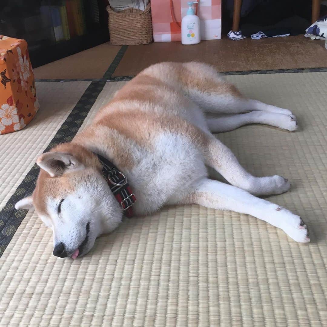 てんパパさんのインスタグラム写真 - (てんパパInstagram)「年末年始、長野の実家へ帰省してました。 うっすら雪化粧。 #故郷　#高社山　#果樹園　#帰ってゆきたい景色」1月7日 8時16分 - tenchan.shiba