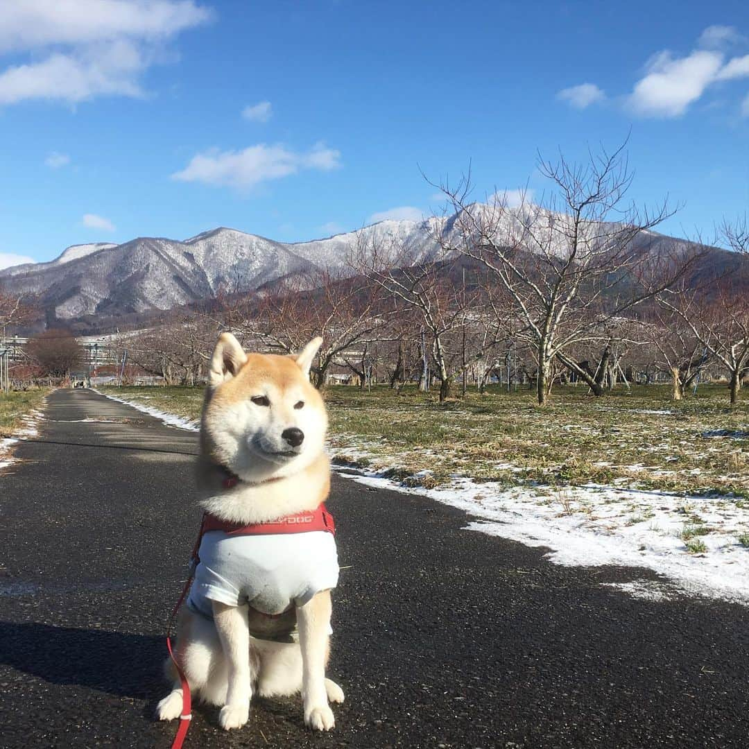 てんパパのインスタグラム