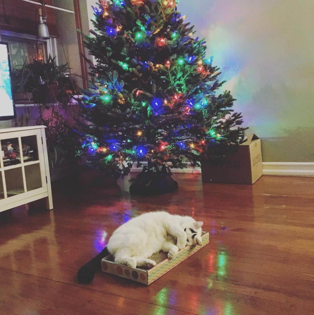 Samのインスタグラム：「It’s beginning to look a lot like Christmas...」