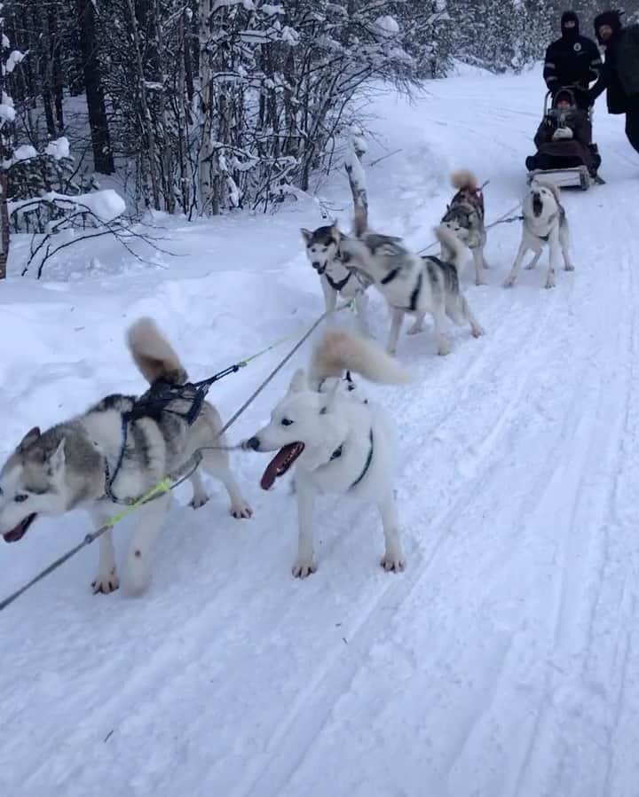 husky and malamuteのインスタグラム：「This is a real Siberian Husky in Russia.  follow @alaskandaily （Twitter：alaskandaily）for more cute pic and video.😜 ……………………………………………………………… Each video was approved by the original author. But  don't have a Instagram account. We are first one post those video. So watermark credit @alaskandaily ……………………………………………………………… #alaskan#malamute#alaskanmalamute#alaskanhusky#malamutesofinstagram#puppylife#puppylove#puppydog#puppylover#dogdays#malamutepuppy#huskies#huskeypuppy#huskeiesreq#siberian#huskeiesofig#dogslife#dogsofnyc#cutedog#cutedogs#huskeypics#huskeylovers#huskygram#huskeylove#huskiesofinstagram#dogsofnyc#husky#狗」