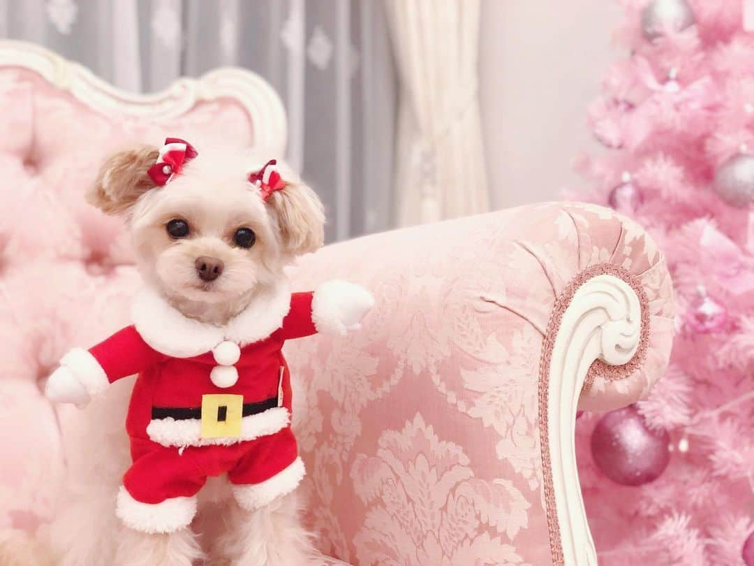 寿リリカさんのインスタグラム写真 - (寿リリカInstagram)「♡ 🎅🐶love santa 2019🐶🎅 ♡ merry xmas eve🎄🎁🔔 ♡ #わんこサンタ #たちぐるみサンタ #二足歩行犬 #ラブサンタ #ちょっと眠そう #チワプー #xmas #christmas」12月24日 0時47分 - ririkakotobuki