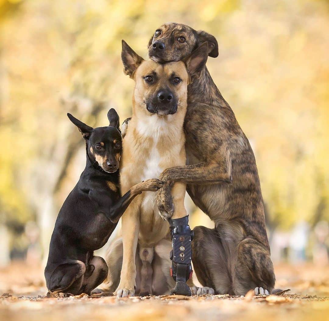 DogsOf Instagramのインスタグラム：「“we‘re always here for you ❤️” writes @verpinscht  #dogsofinstagram」