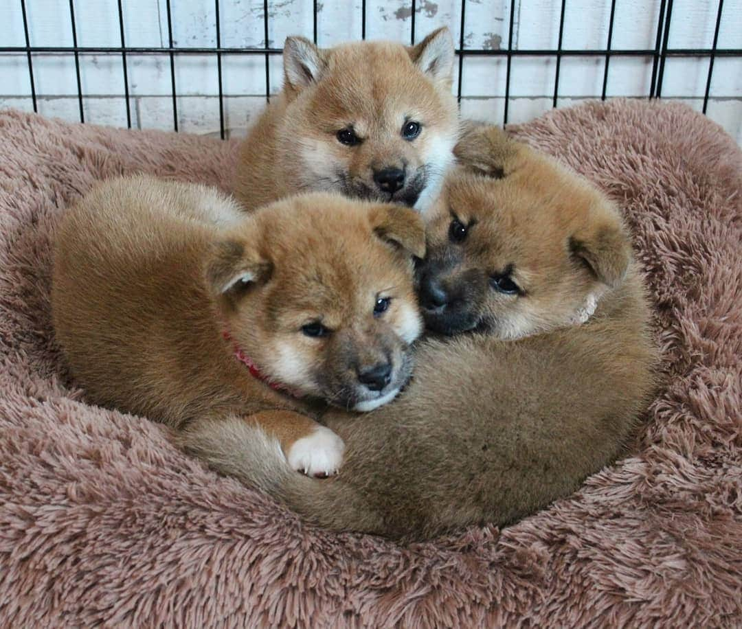 柴犬たま Shibainu Tamaのインスタグラム