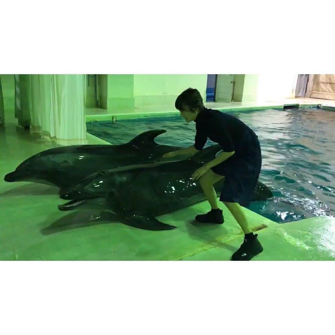 久保ユリカさんのインスタグラム写真 - (久保ユリカInstagram)「🐬🦌 #イルカ #Dolphin #돌고래 #シカコ #shikaco #시카코」12月23日 17時17分 - shi_ka_co