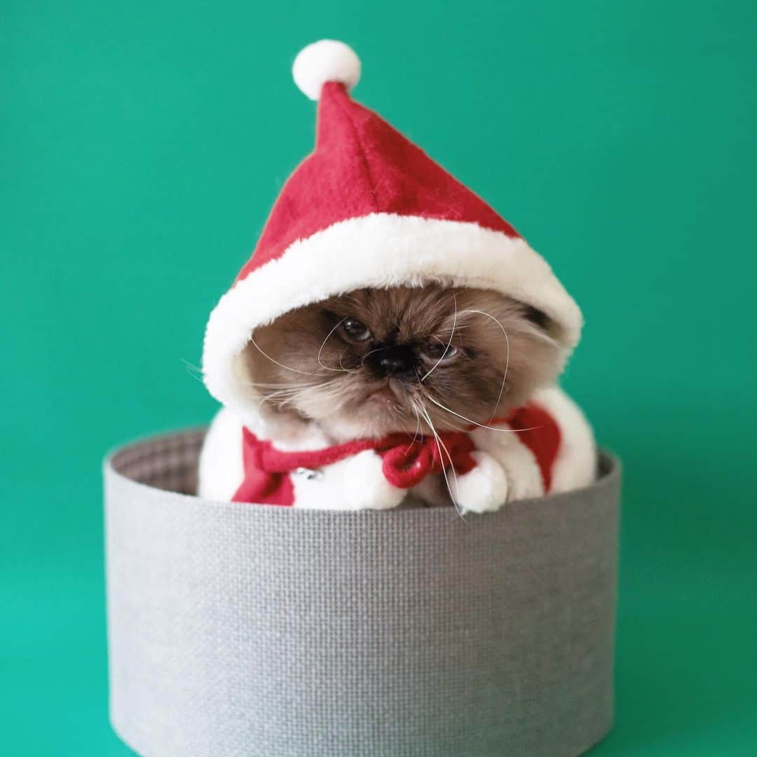 清水桜子さんのインスタグラム写真 - (清水桜子Instagram)「With best wishes for Merry Christmas.🎄」12月23日 17時16分 - sakuracos
