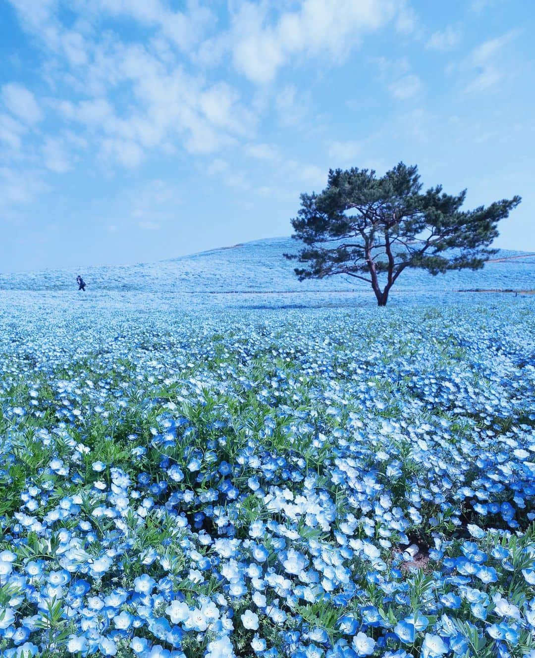 masayaさんのインスタグラム写真 - (masayaInstagram)「Looking back over the past year  Hitachikaihin Park  Ibaraki Prefecture April 2019 今年も老体にムチ打って開門ダッシュ。早く撮らないと丘の上まで人の行列ができてしまうからだ。ゼーゼー息を切らしながら毎年同じような位置からシャッターを切る。なんかもっといい写真が撮れるんじゃないかなと思いつつ、、今年は空と雲が良かった。来年もまた開門ダッシュするのだろうか、、」12月23日 19時27分 - moonlightice