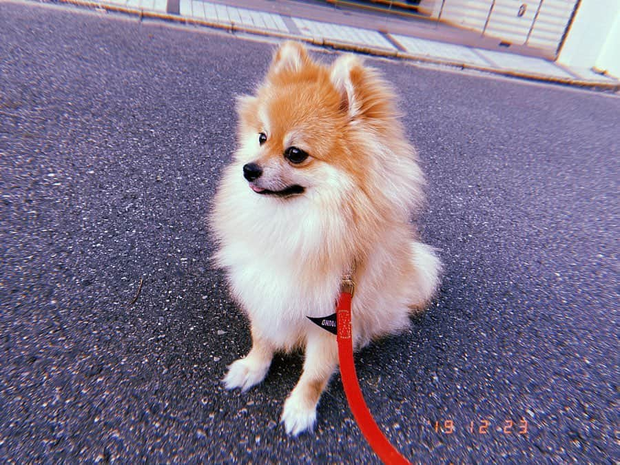 HIROKAZさんのインスタグラム写真 - (HIROKAZInstagram)「犬&ウサギ」12月23日 20時00分 - hirokaz04ls