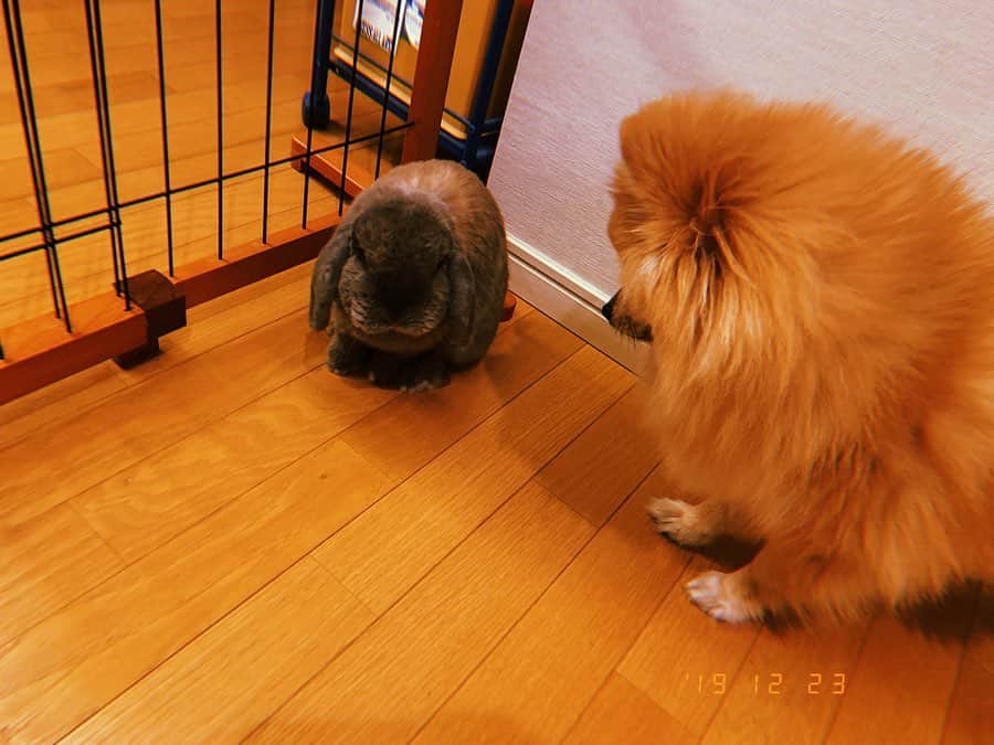 HIROKAZさんのインスタグラム写真 - (HIROKAZInstagram)「犬&ウサギ」12月23日 20時00分 - hirokaz04ls