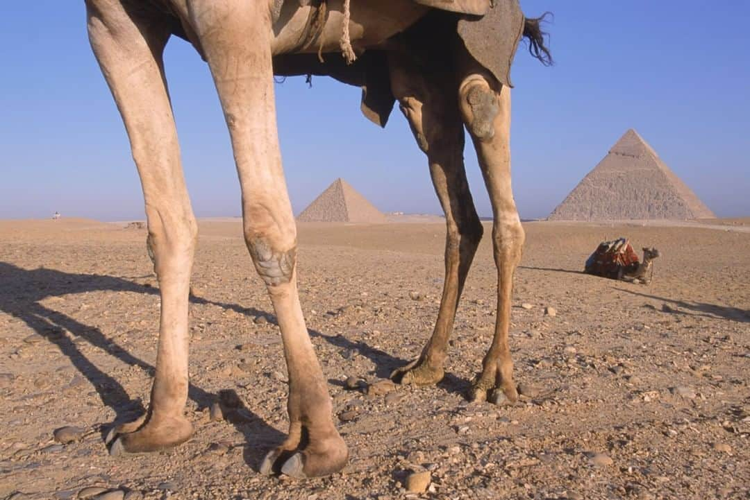 ナショナルジオグラフィックさんのインスタグラム写真 - (ナショナルジオグラフィックInstagram)「Photo by Pete McBride @pedromcbride | The pyramids of Giza arose from the desert floor some 4,500 years ago, but how exactly the ancient Egyptians constructed them is still unclear. Camels arrived much later, when foreign invaders  introduced them as the main transport to cross the desert. And for good reason: the one-humped camel, otherwise known as a dromedary, doesn’t break a sweat until its body temperature hits 106°F (41°C). For more on animals and cultures around the globe, follow @pedromcbride. #camel #Egypt #pyramids #Giza #petemcbride」12月23日 20時38分 - natgeo