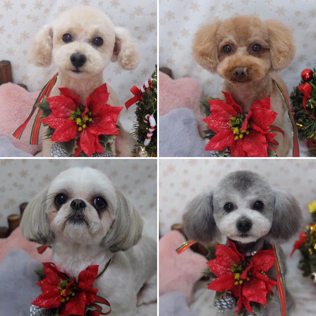 佐伯三貴さんのインスタグラム写真 - (佐伯三貴Instagram)「Merry Xmas🎄⛄️ クリスマス仕様になりました😘❤️❤️❤️」12月23日 20時41分 - threeprecious
