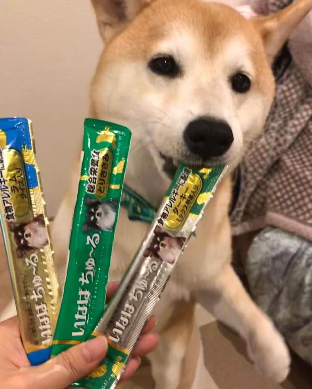 柴犬のモモさんのインスタグラム写真 - (柴犬のモモInstagram)「あなたが落としたのは、この金のちゅーるですか？銀のちゅーるですか？それとも普通のちゅーるですか？(結果はスワイプしてご確認ください)  アレルギーに配慮したちゅーるのモニターキャンペーンに応募し、当選しました。お友達ワンコにあげたりして、モモさんはまだ1本しか食べてません #いぬ #イヌ #犬 #柴犬 #赤柴 #日本犬 #犬バカ部 #ふわもこ部 #いぬら部 #癒しわんこ #柴犬マニア #犬のいる暮らし #口角キュキュッと部 #shiba #shibainu #shibadog #dogstagram #dogsofinstagram #shibastagram #shibasofinstagram #shibamania #inu #instadog #toyota_dog」12月23日 21時01分 - shi_ba_i_nu_momo