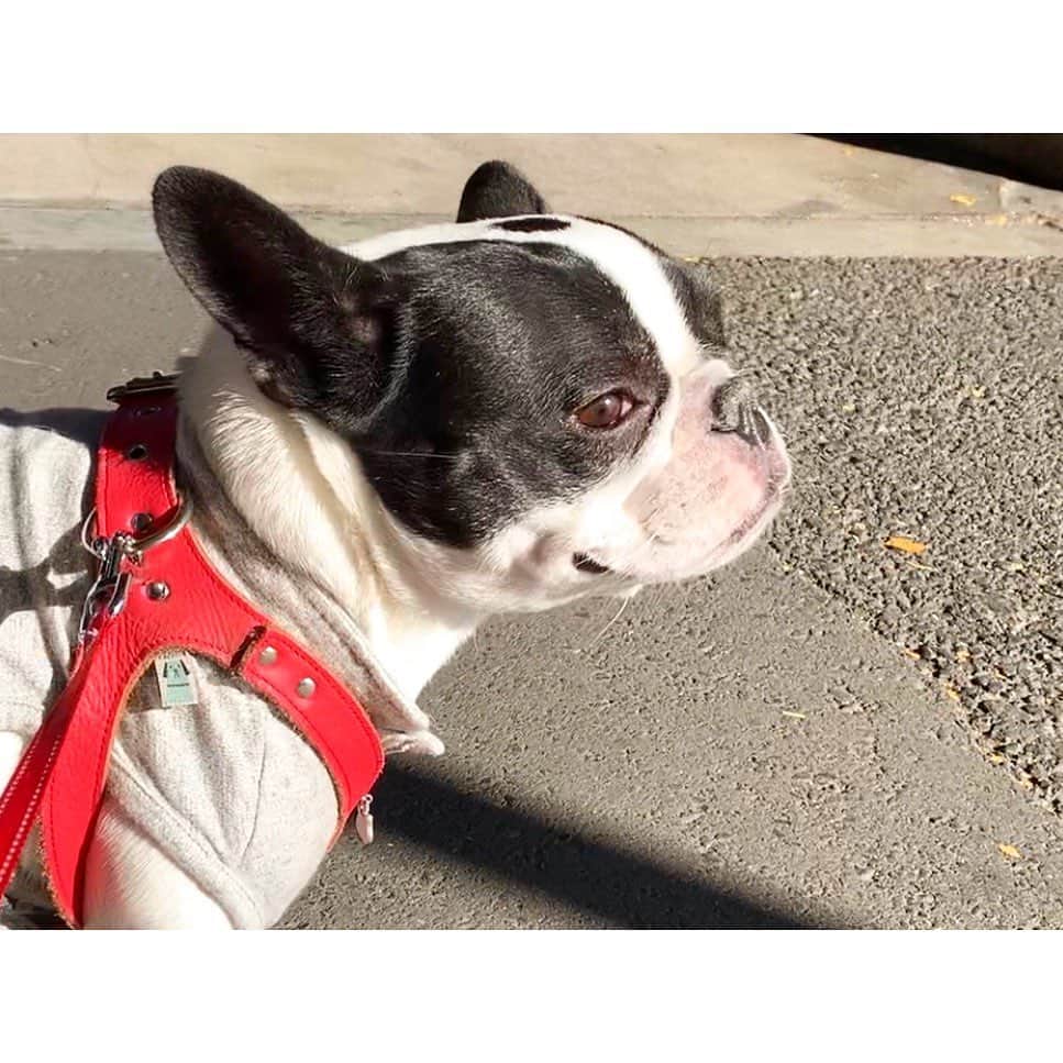 中田奈沙さんのインスタグラム写真 - (中田奈沙Instagram)「Heading to the pet shop to get new toy🧸② 友人たちから地味に人気な、 ブリさん、自分のおもちゃは 自分で決めるシリーズ😂💓 クリスマスプレゼントも 買ってあげないとなぁ🎄 * * #frenchbulldog #frenchie #buhi #instadog #dogstagram #pet #dog #takeawalk #walking #cutie #family #sweetie #petshop #shopping #toys #toy #フレンチブルドッグ #フレブル #ブヒ #愛犬 #ペット #家族 #いぬすたぐらむ #散歩 #ペットショップ #犬バカ部 #犬バカ #親バカ #買い物 #おもちゃ」12月23日 21時05分 - nasa_nakada