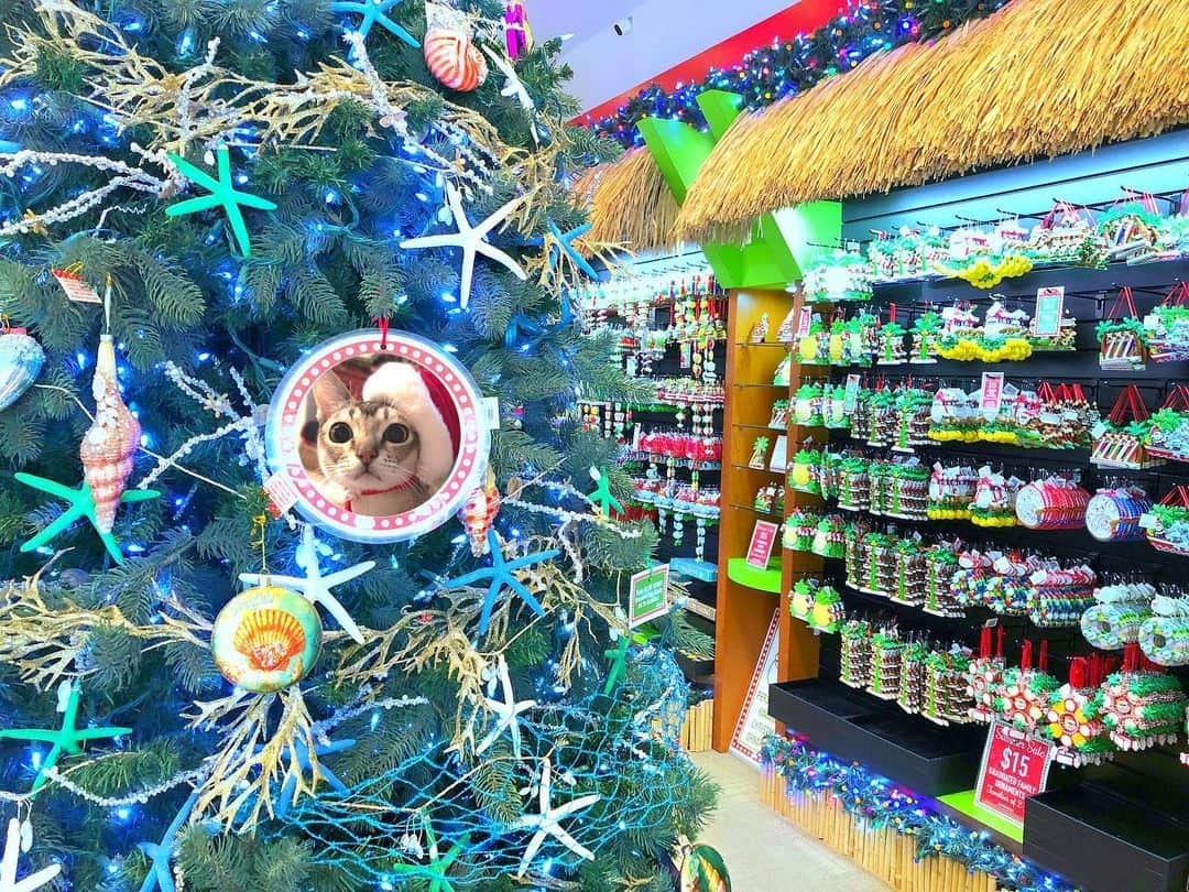 橋口いくよさんのインスタグラム写真 - (橋口いくよInstagram)「where is my cat?﻿ 年中クリスマスのお店があるワイキキ。﻿ 代表ネコチャンだけ旅させてみました。﻿ ﻿ #hawaii #oahu #hawaiitrip #waikiki #hawaii2019 #hawaiistagram #christmas #christmas2019 #christmastime #christmascat #cat #waikikichristmasstore #christmassprit #christmasdecorations #クリスマス #猫 #ワイキキ」12月23日 21時22分 - ikutorias_secret