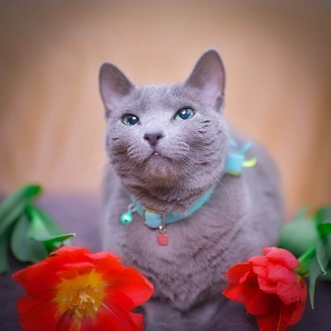 ❤?❤❤❤ Sayo ??❤?❤️❤️❤️のインスタグラム：「★ Happy Monday ★. . あれもしなきゃこれもしなきゃ、、が、今年もあと少し💦毎年『来年こそは余裕を持って新年を迎えたい』という願いは今年も達成出来そうにありませんが😅 何かと忙しない毎日、どうぞ皆様ご自愛下さいませ🌷 . . 前回ポストした季節外れのお花畑写真繋がりでチューリップ姐さんをどうぞ🌷 来年こそは和牛がM1獲れます様にと願いつつ皆様ステキな1週間を🎄. . . 😺  #weeklyfluff  #pets_perfection  #pets_of_our_world  #みんねこ #iganimal_snaps  #bestcats_oftheworld  #bestcatsclub #instacat_meows  #cat #cats #ねこすたぐらむ  #ねこ #bestmeow #WeWantCats  #nyancon01 #allcatphotos300 #PETS_iLLife  #paw_smile_pictures  #balousfriends #catsofinstagram #catstocker  #excellent_cats #meowfeature #nc_cuties  #raw_pets #cat_features  #ビューティープロコンテスト」