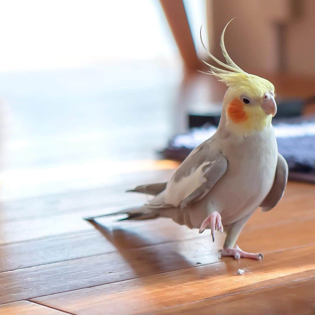 のインスタグラム：「あら、ぽぃ💛」