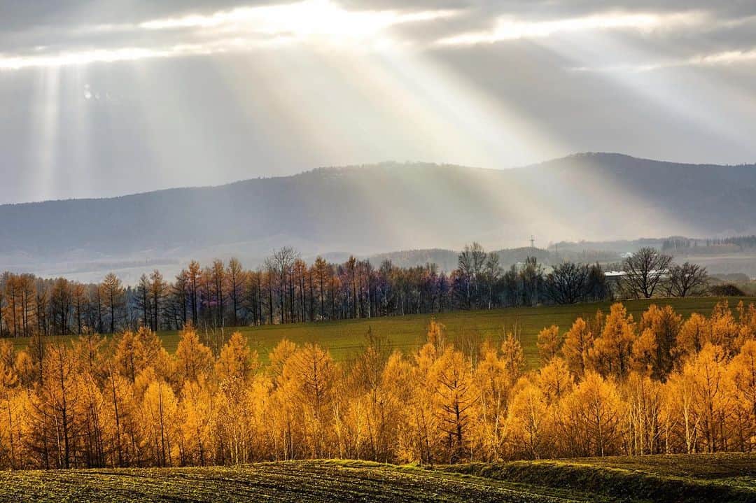 kyoko_zzzのインスタグラム：「Autumn in nature  #bieihokkaido  #美瑛の丘  #larchvalley #crepuscularrays #薄明光線」
