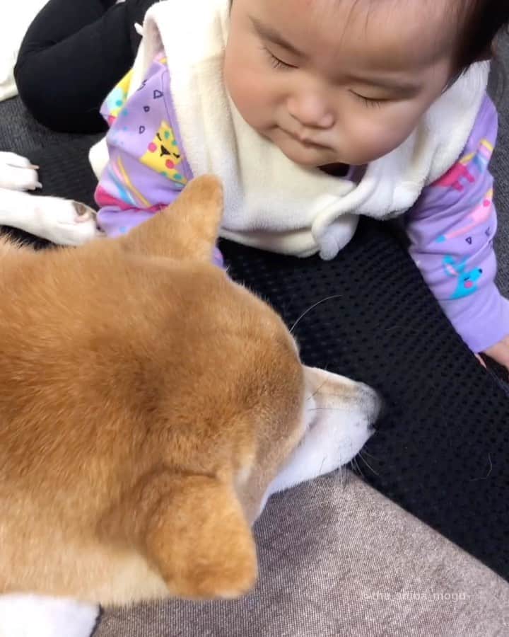 Moguのインスタグラム：「. 自分から食べにきてそのリアクションはないなの。 #超不満げ . @the_shiba_mogu  #柴犬 #shibainu #shiba#赤柴 #redshiba#犬 #dog#しばいぬ#nannydog#犬と子供#子供と犬#柴犬と子供#柴#赤ちゃんと犬#犬と赤ちゃん#柴犬と赤ちゃん#赤ちゃんと柴犬#柴犬のいる暮らし#子守犬」