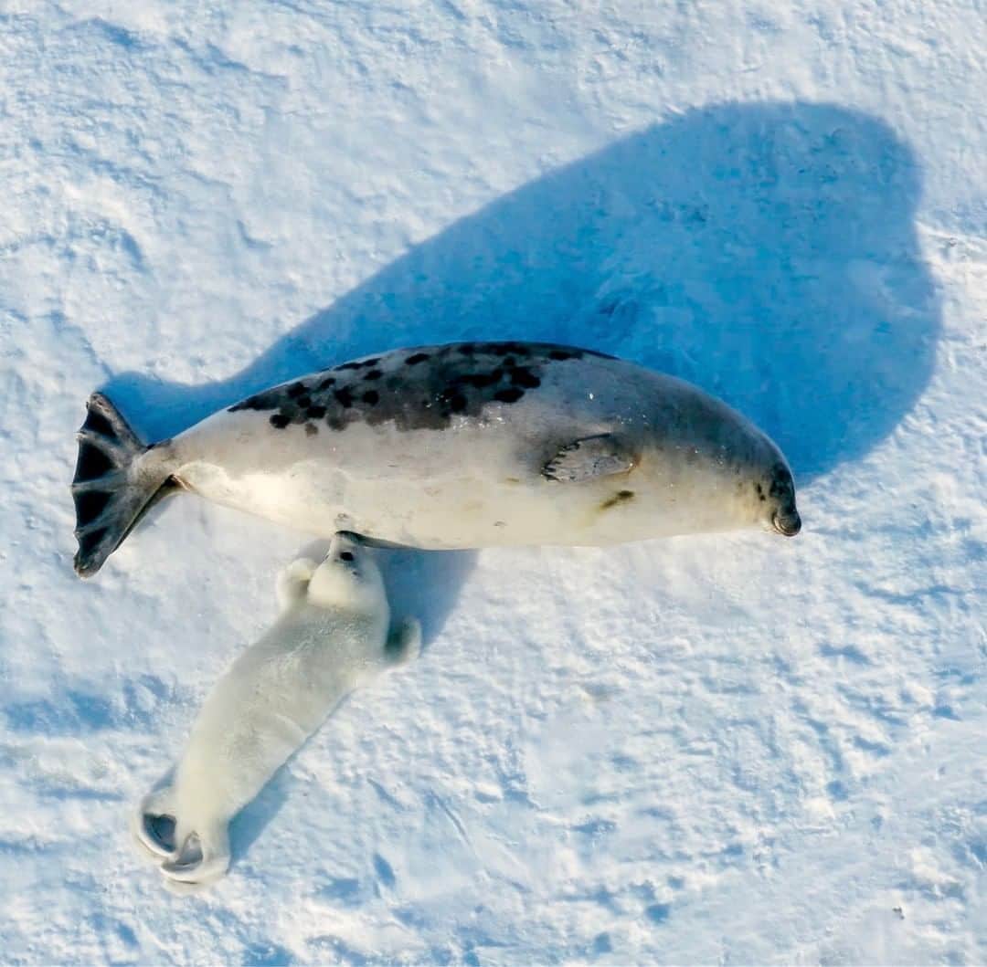 National Geographic Travelさんのインスタグラム写真 - (National Geographic TravelInstagram)「Photo by @bertiegregory | A female harp seal suckles her pup on an ice floe in the Gulf of St. Lawrence, Canada. After giving birth, mothers suckle their pups for just 10 to 14 days. The pups are then abandoned with nothing to eat, so they must last solely on fat reserves until they learn to swim and hunt. Follow @bertiegregory for more wildlife adventures. #wildlife #animals #harpseal #polar #ice」12月23日 22時07分 - natgeotravel