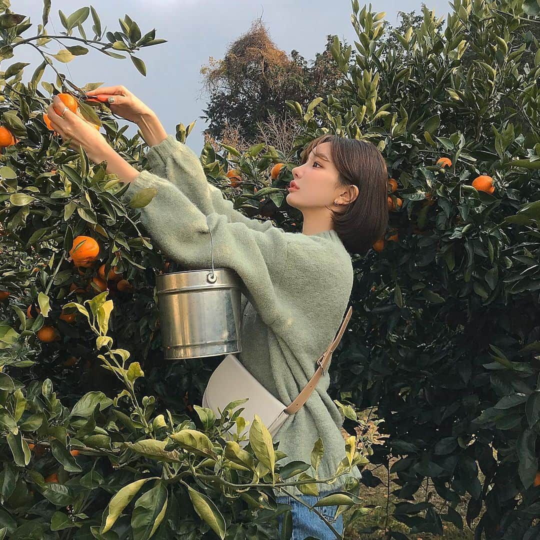 ディニさんのインスタグラム写真 - (ディニInstagram)「집중하면 입을 벌리는 습관이 귤을 따면서도 🍊0🍊」12月23日 22時40分 - keemdani