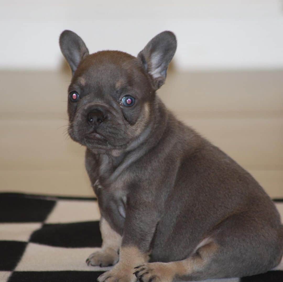 Oprahnbooのインスタグラム：「Gorgeous lil male. #frenchbulldog #teamdog #frenchiesofinstagram #dogsofinstagram #doglovers #lookingforhesforeverlovinghome #dogsoftheworld #dogoftheday #tag #share」