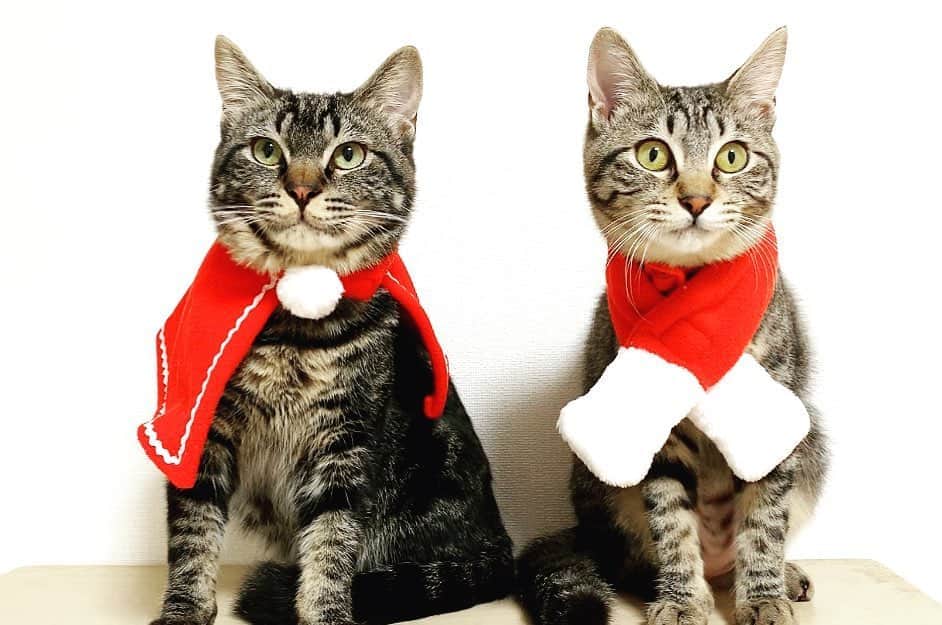 北村響さんのインスタグラム写真 - (北村響Instagram)「#子猫#愛猫#クリスマスバージョン #可愛すぎる#猫好きさんと繋がりたい #動物大好き#ポン#チー  我が家のアイドル、ポンとチーがクリスマスコスチューム着せてもらってます☺️❤️ 可愛すぎて困っちゃいます🤣」12月23日 22時36分 - k.bikistagram