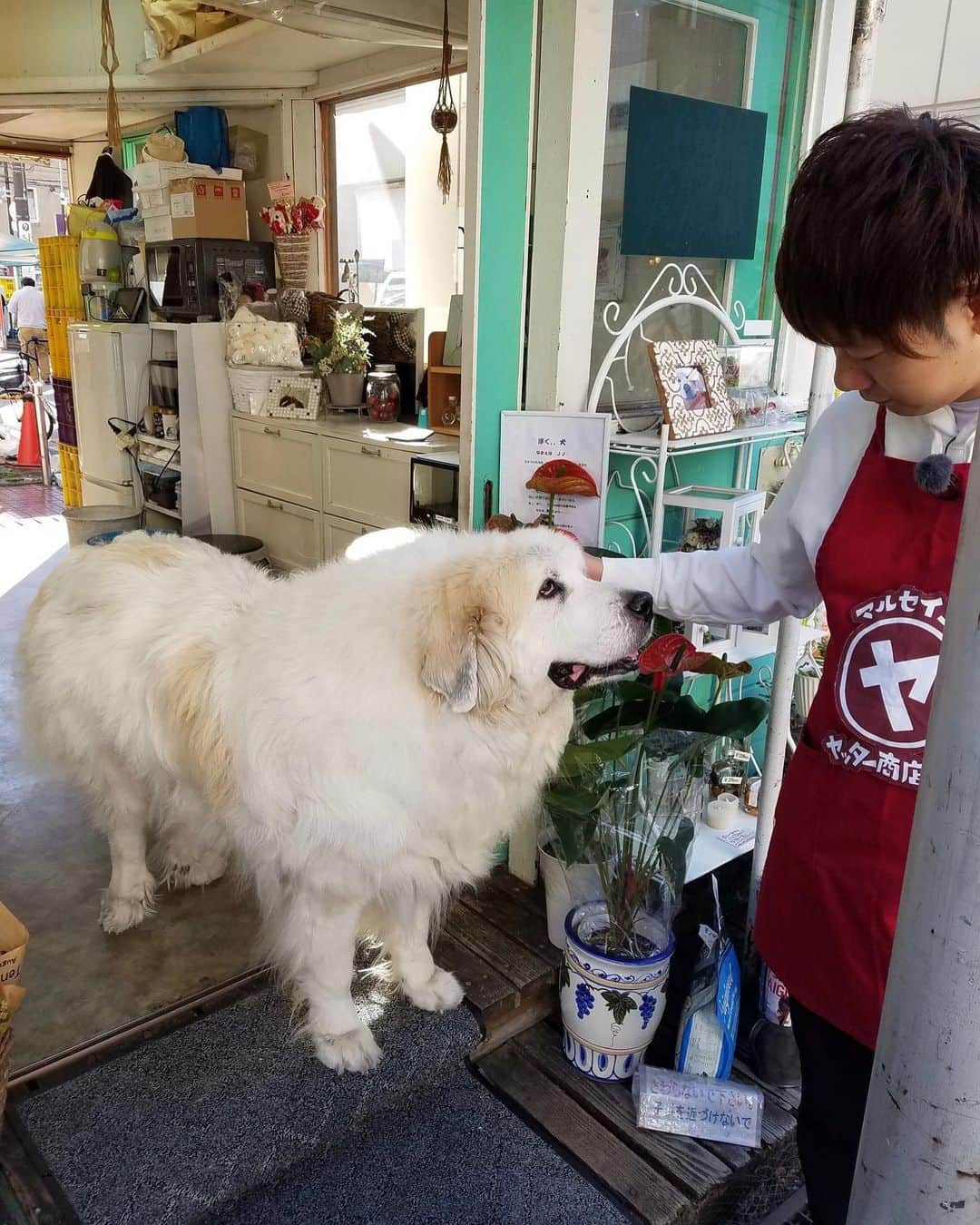 津田康平さんのインスタグラム写真 - (津田康平Instagram)「戯LIVE、ラフネクありがとうございました😊  単独チケット買って頂いた方、ありがとうございました🙇🙇 明日もチュウニズム終演後ロビーでチケ売りしますのでよろしくお願い致します🙆‍♂️👍 #マルセイユ #NGK #よしもと漫才劇場」12月23日 22時52分 - marseille_tsuda