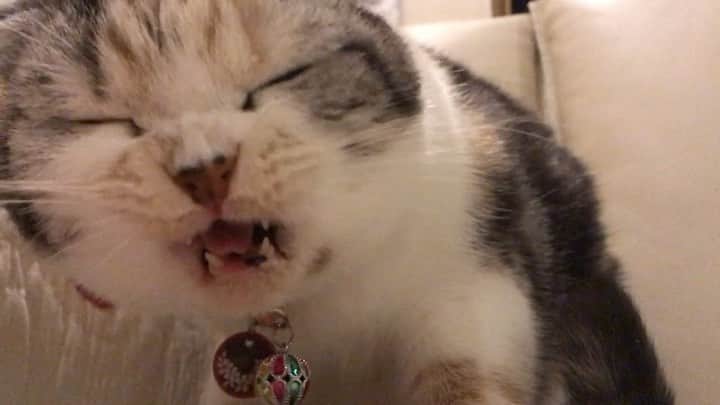 takegaeruのインスタグラム：「昨日、暖かいコメント頂いてまりんとの闘病生活を思い出してました。 食欲が落ちてから続けていた一粒ずつの追加ゴハン、頑張り屋さんだったね☺️ #cat #scottishfold #猫 #スコティッシュフォールド #三毛スコ友の会」