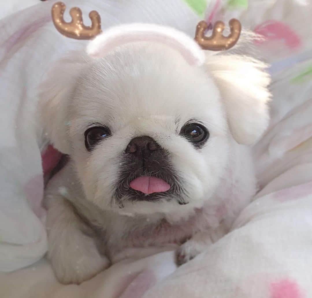 こなつのインスタグラム：「明日の夜はみんなのところに🎁✨お届けするにーず🎅🎄🐶❤️ 靴下とお芋用意してね🍠🍠🍠❤️✨」