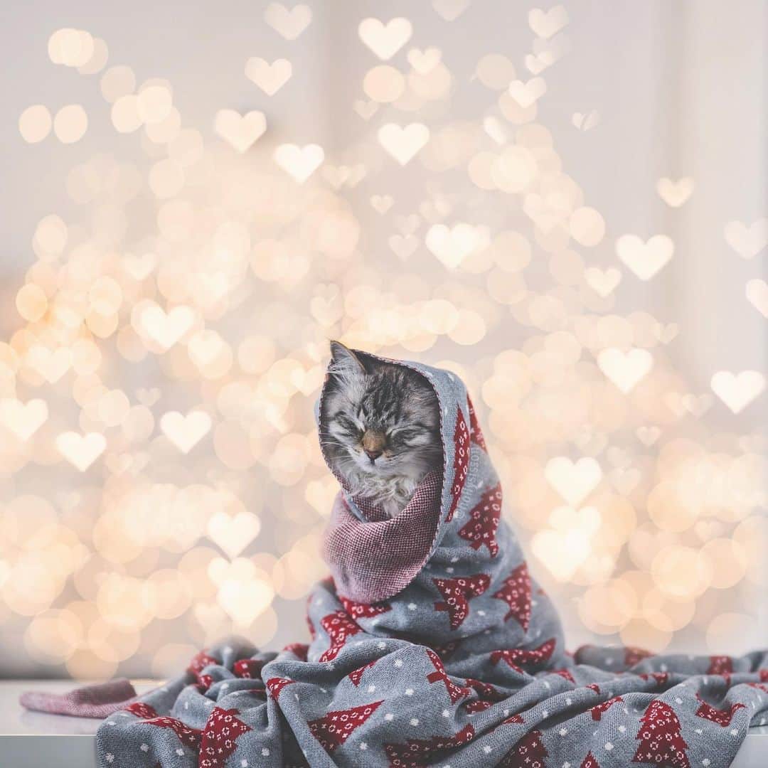 Holly Sissonさんのインスタグラム写真 - (Holly SissonInstagram)「All you need for the holidays! 🐱❤️🎄 #Toronto #Siberiancat #christmas #bokeh #xmaswonders (See more of Alice, Finnegan, and Oliver, on @pitterpatterfurryfeet) ~ Canon 1D X MkII + 85 f1.4L IS @ f1.4 (+ Lomography 85mm #Petzval Art Lens for heart bokeh) See my bio for full camera equipment information plus info on how I process my images. 😊」12月23日 23時12分 - hollysisson