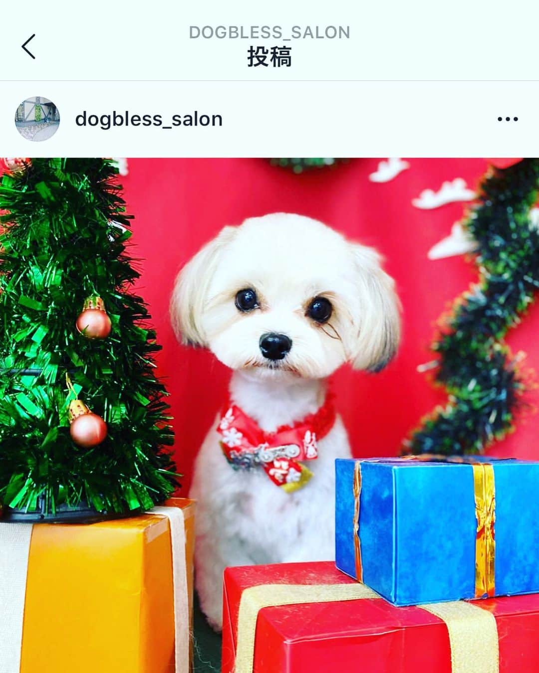 山本湧さんのインスタグラム写真 - (山本湧Instagram)「いつも可愛くカットしてくれます😙 店員さんも優しくてぷぅも喜んでます！！箕面に来た際は是非！ @dogbless_salon  #ドリーミング #犬 #dog  #犬のいる暮らし  #犬バカ部」12月23日 23時25分 - yamamoto__yu