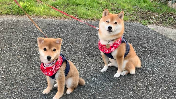 豆柴 サニーちゃんのインスタグラム