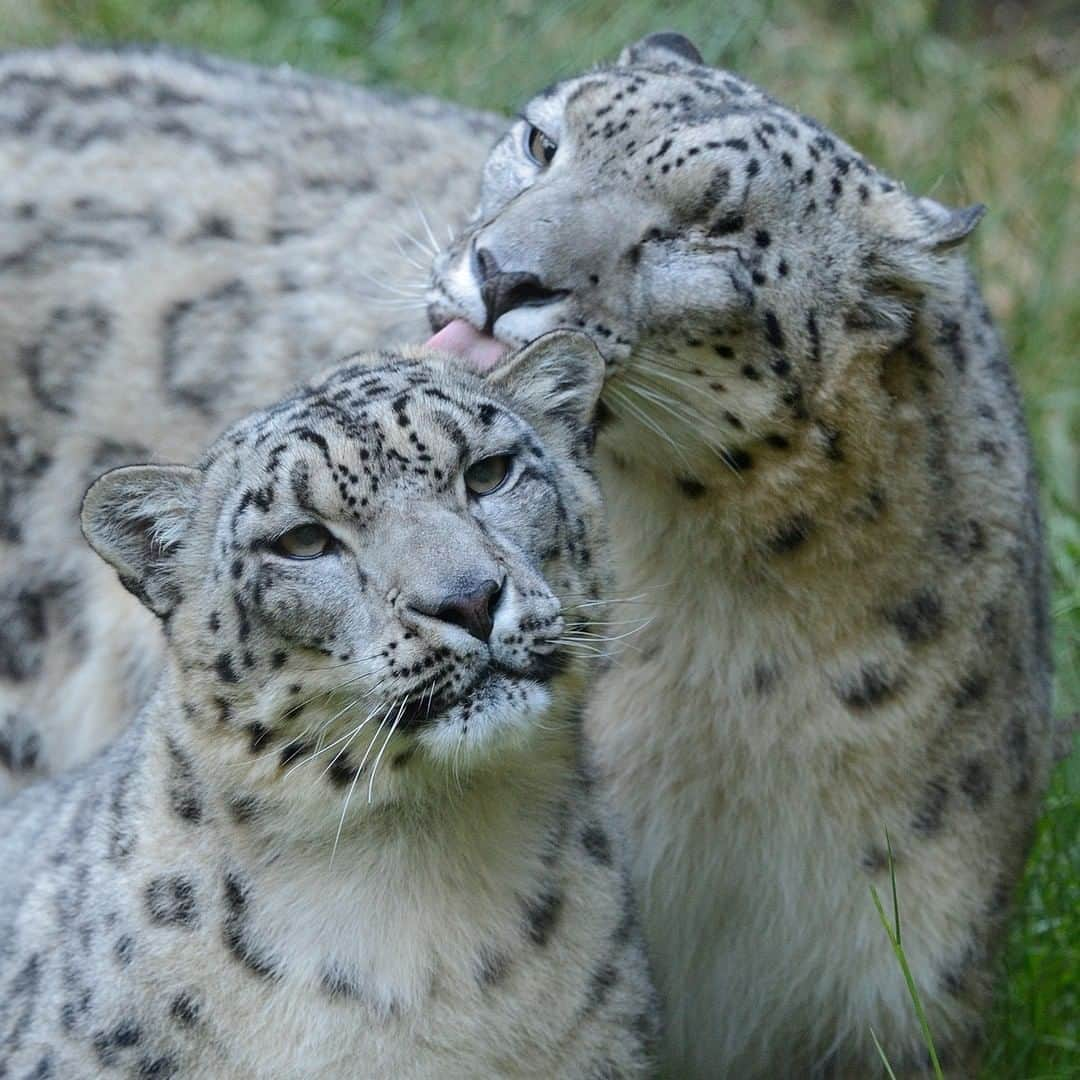 San Diego Zooさんのインスタグラム写真 - (San Diego ZooInstagram)「❄ Sweepstakes Alert ❄ Snow leopards are generally solitary, but when breeding season arrives during January through late March, males and 𝗙𝗘𝗠𝗔𝗟𝗘𝗦 send vocal messages to pair up. Like other larger cats, snow leopards hiss, growl, moan, and yowl, but they do not roar, as their throat is similar to that of the smaller cats. Instead, snow leopards make a friendly chuff and can purr, too.  This is the final clue for our #sdzJungleBells #sweepstakes. Revisit your saved posts and comment below with the hidden message for a chance to win an Inside Look: Twilight Tour for four (4) plus admission. One random winner will be selected and notified on this post tomorrow after 9am PST. Good luck festive friends! *by entering you agree to these terms: sdzoo.com/SweepsTerms #sandiegozoo 📷 Mike Wilson」12月24日 2時01分 - sandiegozoo