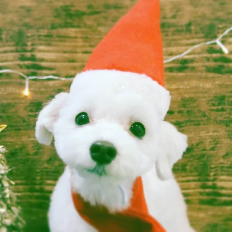 中野敬久さんのインスタグラム写真 - (中野敬久Instagram)「#merrychristmas #dog #live#love #akane」12月24日 2時40分 - hirohisanakano