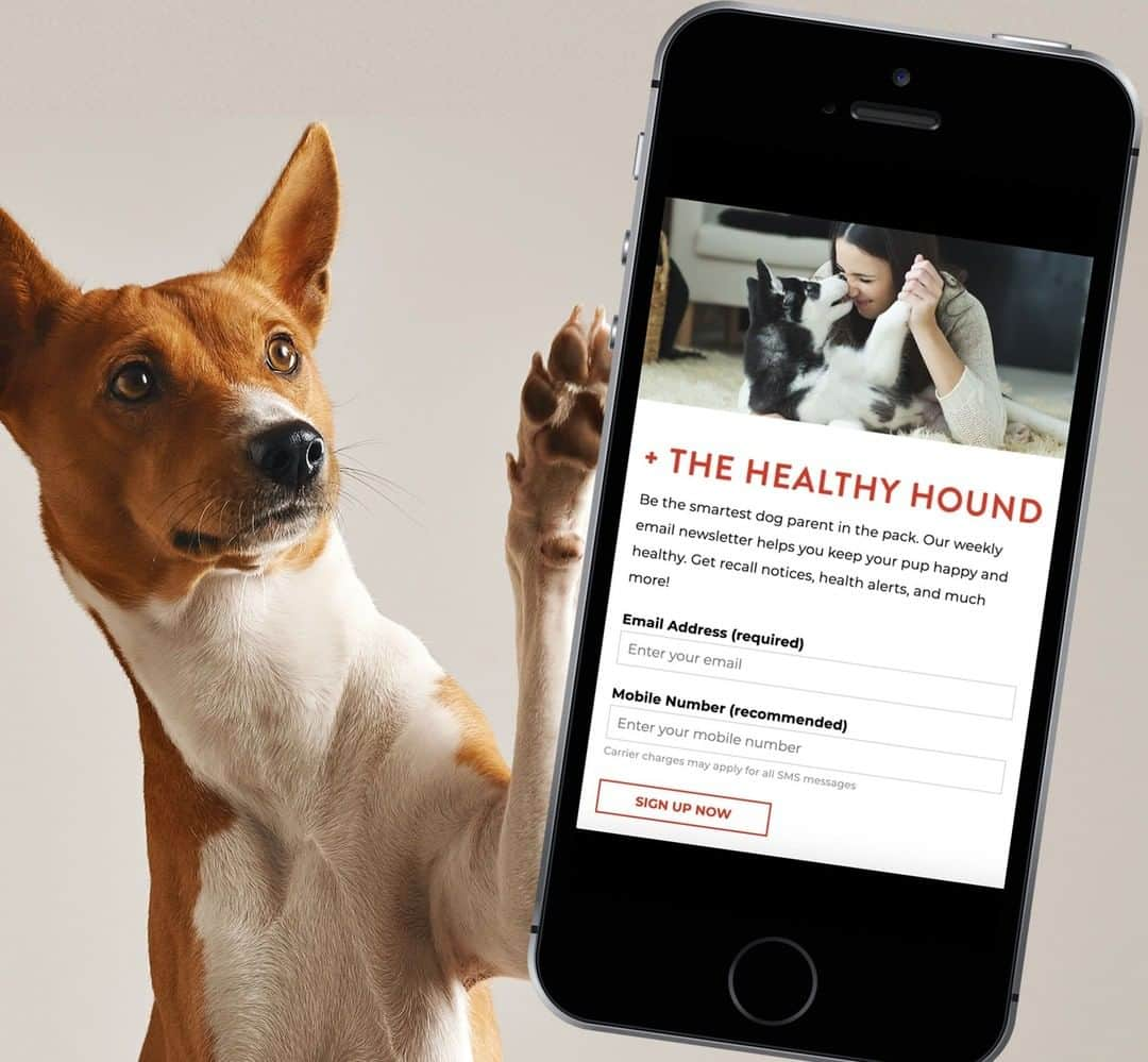 Animalsのインスタグラム：「Over 50,000 dog parents have already subscribed to the new, free Healthy Hounds newsletter, have you? Get dog recall alerts and tips from vets and health experts on how to give your dog a longer, healthier, happier life in 2020! Link to signup here 👉@iheartdogscom」