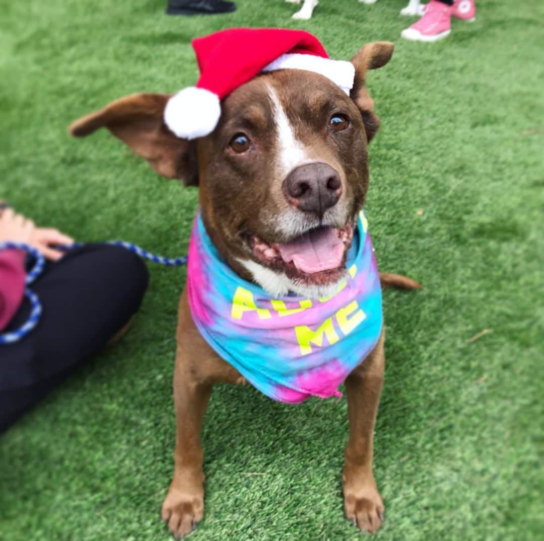 Marnie The Dogさんのインスタグラム写真 - (Marnie The DogInstagram)「Look at these festive doggies who need homes! Marnie told me i better do something nice on insta for the holidays so we took pics of adoptable dogs from @apurposefulrescue in Los Angeles. They’re one of our favorite rescue organizations, continually picking the underdogs — senior dogs, dogs who need medical procedures, and big beautiful chonksters who need to drop a few — and getting em all into shape. Give them a follow if you like funny and heartwarming adoption stories. Bringing a dog into your home is a huge commitment, but if you know you’re ready, consider a shelter dog (like marnie! But not marnie pick a different dog) instead of buying one. A cozy night on your lap instead of a lonely scary night in a cold cement kennel is the best xmas gift a pup could ask for.」12月24日 4時47分 - marniethedog