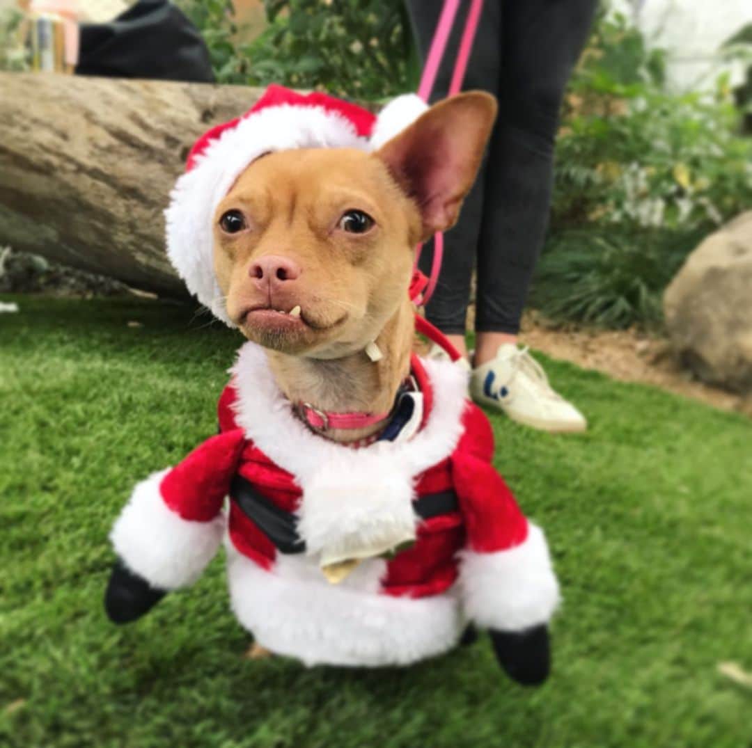 Marnie The Dogさんのインスタグラム写真 - (Marnie The DogInstagram)「Look at these festive doggies who need homes! Marnie told me i better do something nice on insta for the holidays so we took pics of adoptable dogs from @apurposefulrescue in Los Angeles. They’re one of our favorite rescue organizations, continually picking the underdogs — senior dogs, dogs who need medical procedures, and big beautiful chonksters who need to drop a few — and getting em all into shape. Give them a follow if you like funny and heartwarming adoption stories. Bringing a dog into your home is a huge commitment, but if you know you’re ready, consider a shelter dog (like marnie! But not marnie pick a different dog) instead of buying one. A cozy night on your lap instead of a lonely scary night in a cold cement kennel is the best xmas gift a pup could ask for.」12月24日 4時47分 - marniethedog