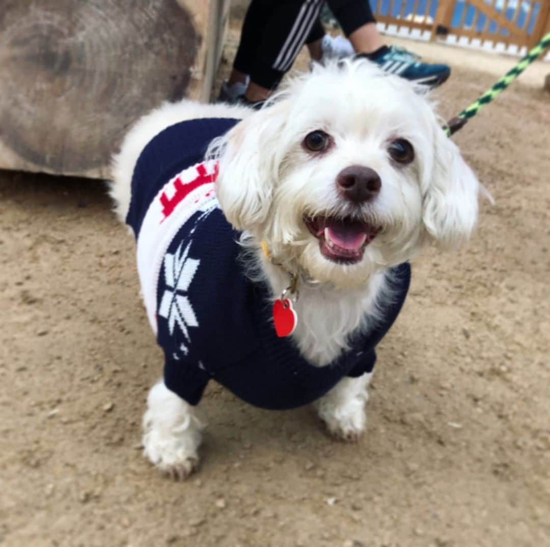 Marnie The Dogさんのインスタグラム写真 - (Marnie The DogInstagram)「Look at these festive doggies who need homes! Marnie told me i better do something nice on insta for the holidays so we took pics of adoptable dogs from @apurposefulrescue in Los Angeles. They’re one of our favorite rescue organizations, continually picking the underdogs — senior dogs, dogs who need medical procedures, and big beautiful chonksters who need to drop a few — and getting em all into shape. Give them a follow if you like funny and heartwarming adoption stories. Bringing a dog into your home is a huge commitment, but if you know you’re ready, consider a shelter dog (like marnie! But not marnie pick a different dog) instead of buying one. A cozy night on your lap instead of a lonely scary night in a cold cement kennel is the best xmas gift a pup could ask for.」12月24日 4時47分 - marniethedog