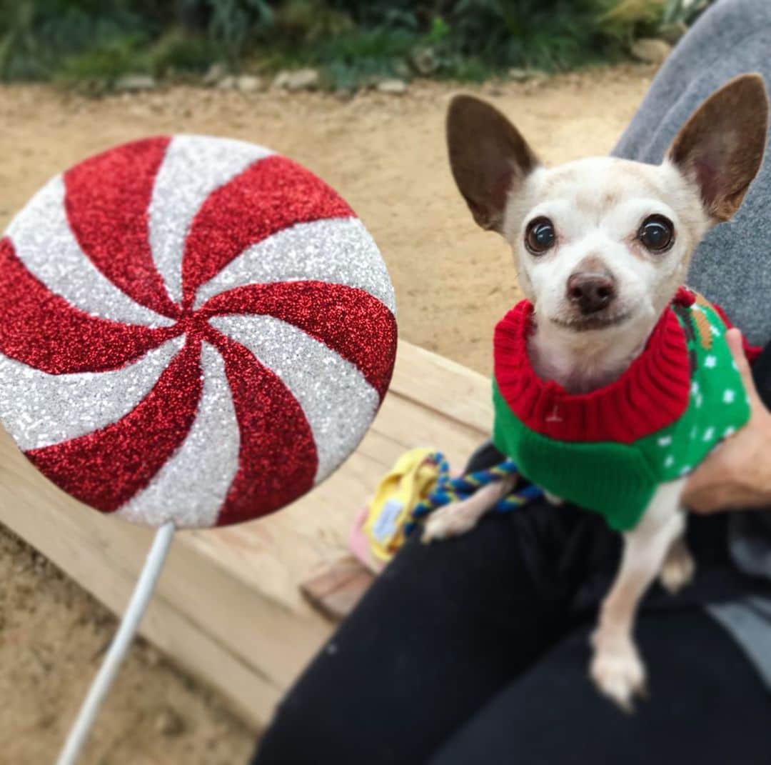 Marnie The Dogのインスタグラム：「Look at these festive doggies who need homes! Marnie told me i better do something nice on insta for the holidays so we took pics of adoptable dogs from @apurposefulrescue in Los Angeles. They’re one of our favorite rescue organizations, continually picking the underdogs — senior dogs, dogs who need medical procedures, and big beautiful chonksters who need to drop a few — and getting em all into shape. Give them a follow if you like funny and heartwarming adoption stories. Bringing a dog into your home is a huge commitment, but if you know you’re ready, consider a shelter dog (like marnie! But not marnie pick a different dog) instead of buying one. A cozy night on your lap instead of a lonely scary night in a cold cement kennel is the best xmas gift a pup could ask for.」