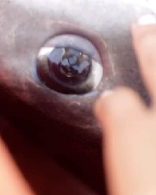 WildLifeのインスタグラム：「😔💔Words by @sharkgirlmadison You can see the life in this animals eye, this isn’t a bloodthirsty killer, this animal is scared, this animal needs our help. An entire culture has changed the future for sharks because of their fins. Can you picture leaving your family for two weeks to go and fish sharks in rough seas on a boat you built, with very little safety, no bathroom or land and the constant smell of dead sharks, just to supply this trade? Well I can, I did it for two weeks, watching them suffer, the only way I survived was documenting everything with my camera. I started @projecthiu to stop this, and since seeing it first hand, were more motivated than ever.」
