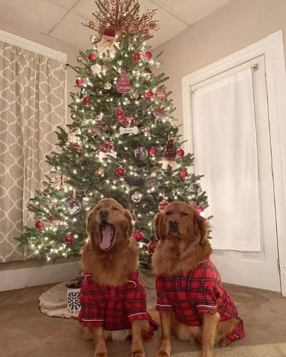 エレン・デジェネレスさんのインスタグラム写真 - (エレン・デジェネレスInstagram)「Two more dogs ‘til Christmas... I mean days.」12月24日 7時15分 - ellendegeneres