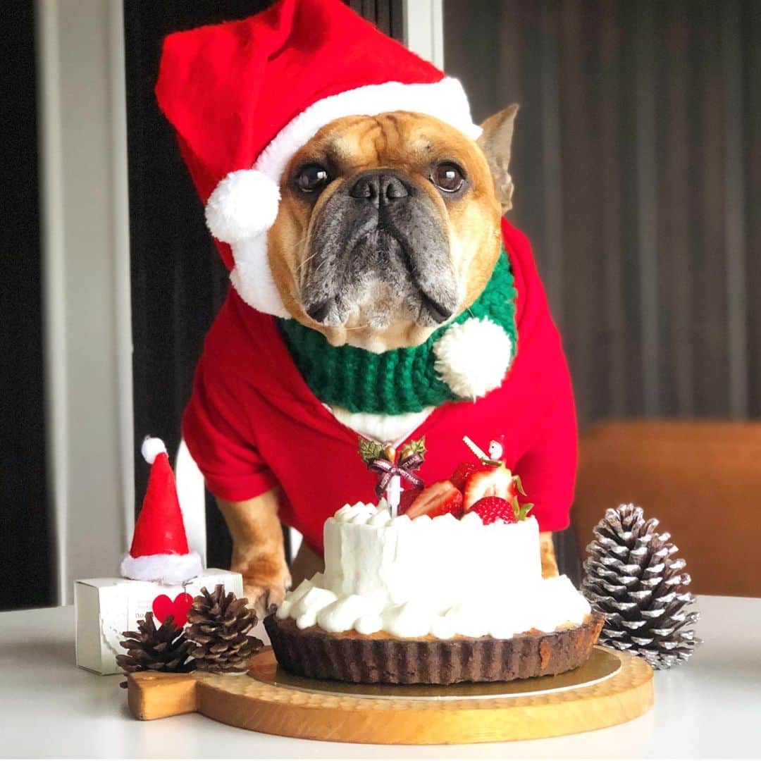 trs0609さんのインスタグラム写真 - (trs0609Instagram)「. . . ❤️🎄Happy Merry Xmasいぶぅ🎄❤️ . . 週末にクリスマスケーキ作ったよ🎂🎄✨ . タルトにショートケーキ乗せてスペシャルクリスマスケーキできました☺️💝 .おトーラサンタにも大好きな🍓あるからね😉 . . お留守番頑張ったらみんなでお楽しみ時間だね🎄✨ . その後は大忙しなおトーラサンタかな🎅🦌🌃💫💕 . 皆様素敵なクリスマスイブをお過ごし下さい☺︎❤️ . #frenchbulldog #frenchies1#frenchieworld #redfawn #フレンチブルドッグ #フレブル#フォーン#クリスマスケーキ#手作りケーキ」12月24日 7時31分 - trs0609