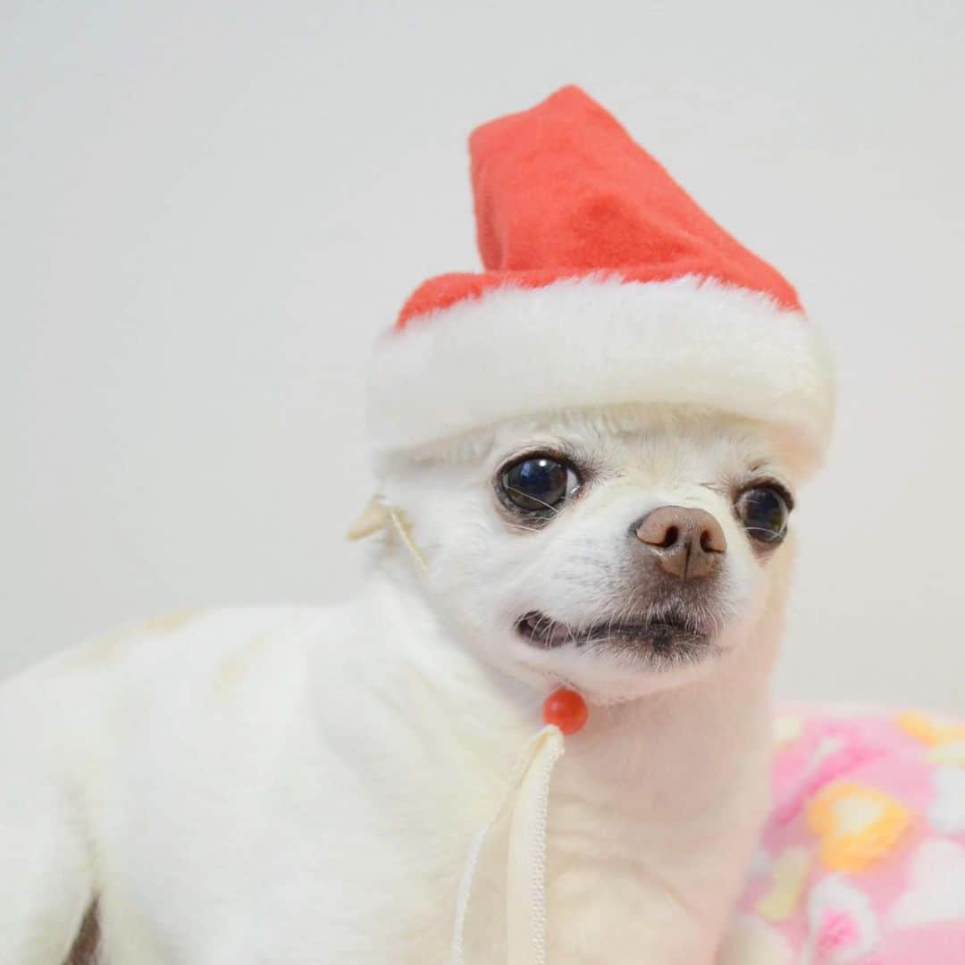 KORIKIのインスタグラム：「おはようございます♪ * #dogofsapporo #dog, #dogs, #dogstagram,#chihuahua,#犬バカ部,#チワワ,#koriki, #hanadog #白スムチ連合会, #スムチー,  #dogofthedayjp, #dogoftheday  #ilovemydog #instadog #instapet #WhiteChihuahua  #吉娃娃 #치와와  #dogsofinstagram #Chihuahualover  #ชิวาวา #チワワの輪 #barkbox #WhiteChihuahuaParty #もふもふモフモフ」